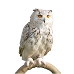 Покупатель Елена З